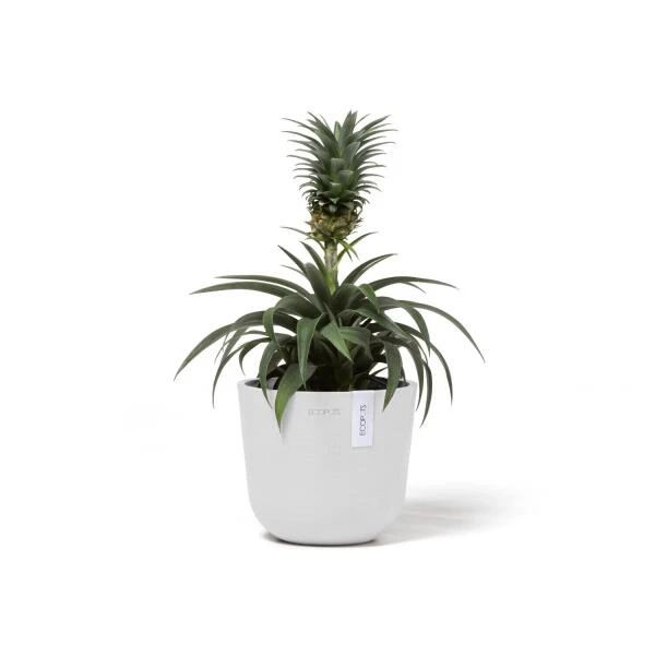 ECOPOTS Oslo Mini - Puur Wit Ø 16 Cm 3 ECOPOTS Oslo Mini - Puur Wit Ø 16 Cm