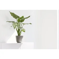 ECOPOTS Oslo Mini - Taupe Ø 16 Cm 7 ECOPOTS Oslo Mini - Taupe Ø 16 Cm -Aanbiedingen Intieme Eden Winkel ecopots oslo mini taupe 16 cm 1672744594 3 600