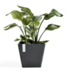 ECOPOTS Rotterdam - Antraciet 40 Cm 1 ECOPOTS Rotterdam - Antraciet 40 Cm -Aanbiedingen Intieme Eden Winkel ecopots rotterdam antraciet 40 cm 1590499573 1 600