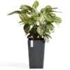 ECOPOTS Rotterdam Mid High - Antraciet 50 Cm 1 ECOPOTS Rotterdam Mid High - Antraciet 50 Cm -Aanbiedingen Intieme Eden Winkel ecopots rotterdam mid high antraciet 50 cm 1591256442 1 600