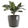 ECOPOTS Sankara Rond - Antraciet Ø 40 Cm -Aanbiedingen Intieme Eden Winkel ecopots sankara rond antraciet 40 cm 1600782615 1 600