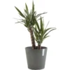 ECOPOTS Venice Met Onderschotel En Waterreserve - Grijs Ø 40cm 1 ECOPOTS Venice Met Onderschotel En Waterreserve - Grijs Ø 40cm -Aanbiedingen Intieme Eden Winkel ecopots venice grijs 40cm 1600785323 1 600