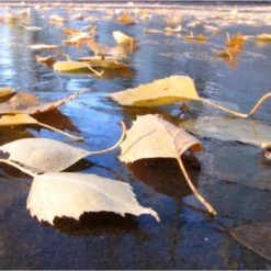 Fijnmazig Vijvernet 6 × 5 Meter -Aanbiedingen Intieme Eden Winkel fijnmazig vijvernet 6 x 5 meter 1541778382 1 600