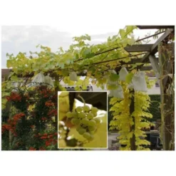 Fruithoezen 30 × 40 Cm - Set Van 50 Stuks 10 Fruithoezen 30 × 40 Cm - Set Van 50 Stuks -Aanbiedingen Intieme Eden Winkel fruithoezen 1484055104 5 600