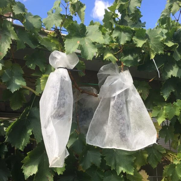 Fruithoezen 30 × 40 Cm - Set Van 50 Stuks 7 Fruithoezen 30 × 40 Cm - Set Van 50 Stuks - Afbeelding 5