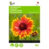 Gaillardia Aristata -Aanbiedingen Intieme Eden Winkel gaillardia aristata 1646840336 545 600