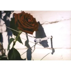 Geleidingssysteem Voor Klimplanten Palissa -Aanbiedingen Intieme Eden Winkel geleidingssysteem voor klimplanten 1601382137 3 600