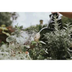 Gieter Haws 1 Liter - Metaal Antraciet -Aanbiedingen Intieme Eden Winkel gieter haws 1 l metaal antraciet 1659089401 2 600