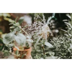 Gieter Haws 1 Liter - Metaal Groen 8 Gieter Haws 1 Liter - Metaal Groen -Aanbiedingen Intieme Eden Winkel gieter haws 1 l metaal groen 1659089270 2 600