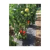 Gronddoek Met Openingen Voor Tomaten - 60 Cm × 5 M -Aanbiedingen Intieme Eden Winkel gronddoek tomaten 60 cm x 5 m 1513847223 1 600