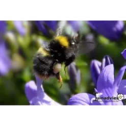 Hommelpot Keramiek 10 Hommelpot Keramiek -Aanbiedingen Intieme Eden Winkel hommelpot keramiek 1484057072 2 600