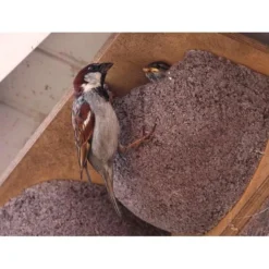 Zwaluwnest Voor Huiszwaluw - Dubbel -Aanbiedingen Intieme Eden Winkel huiszwaluwnestkast dubbel 1484055101 4 600