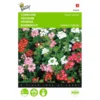Ijzerhard Mix - Verbena Hybrida Compacta 2 Ijzerhard Mix - Verbena Hybrida Compacta -Aanbiedingen Intieme Eden Winkel ijzerhard mix verbena hybrida compacta 1646840332 461 600