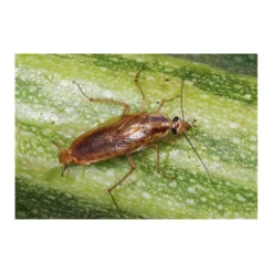 Kakkerlakkenval XL + Lokstof - Set Van 4 Stuks -Aanbiedingen Intieme Eden Winkel kakkerlakkenval xl lokstof 1499689639 3 600