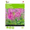Kattensnor Rose Queen - Cleome Spinosa -Aanbiedingen Intieme Eden Winkel kattensnor rose queen cleome spinosa 1646840326 327 600