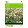 Kattenstaartamarant - Amaranthus Caudatus -Aanbiedingen Intieme Eden Winkel kattenstaartamarant amaranthus caudatus 1646840324 291 600