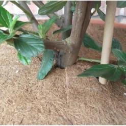 Kokos Afdekring Bloempotten - Ø 37 Cm -Aanbiedingen Intieme Eden Winkel kokos 2delige afdekring 37 cm 1484053767 4 600