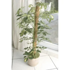 Kokos Kamerplantensteun - Plantstok Ø45 Mm × 1 M -Aanbiedingen Intieme Eden Winkel kokos plantensteun 45 mm x 1 m 1622717806 3 600