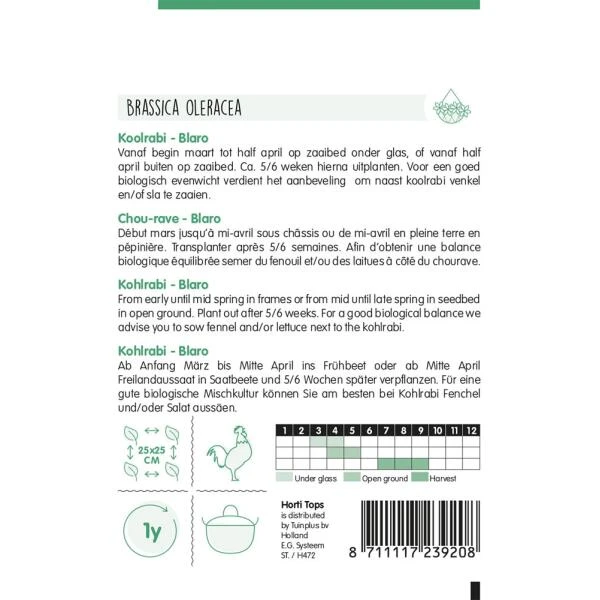 Koolrabi Blaro - Brassica Oleracea 4 Koolrabi Blaro - Brassica Oleracea - Afbeelding 2