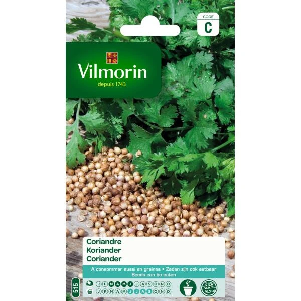 Koriander - Coriandrum Sativum 3 Koriander - Coriandrum Sativum