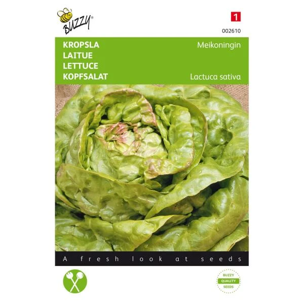 Kropsla Meikoningin - Lactuca Sativa 3 Kropsla Meikoningin - Lactuca Sativa