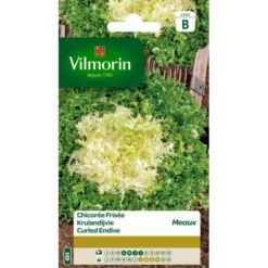 Krulandijvie Gekrulde Van Meaux