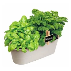 Kweekset Basilicum En Peterselie -Aanbiedingen Intieme Eden Winkel kweekset basilicum en peterselie 1626957512 2 600