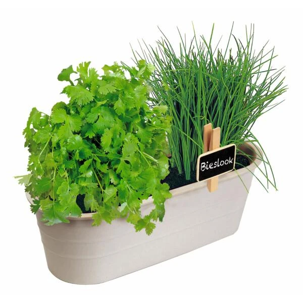 Kweekset Bieslook En Bladkoriander 4 Kweekset Bieslook En Bladkoriander - Afbeelding 2