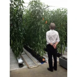 Kweeksysteem Met Automatische Bewatering -Aanbiedingen Intieme Eden Winkel kweeksysteem met bewatering 1556702313 1 600