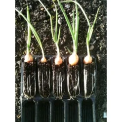 Kweektray Compact Rapid Root - 20 Cellen -Aanbiedingen Intieme Eden Winkel kweektray rapid root 20 cellen 1487680721 0 600