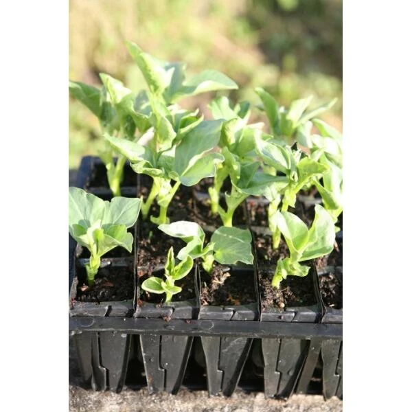Kweektray Rapid Roots - 32 Cellen 4 Kweektray Rapid Roots - 32 Cellen - Afbeelding 2