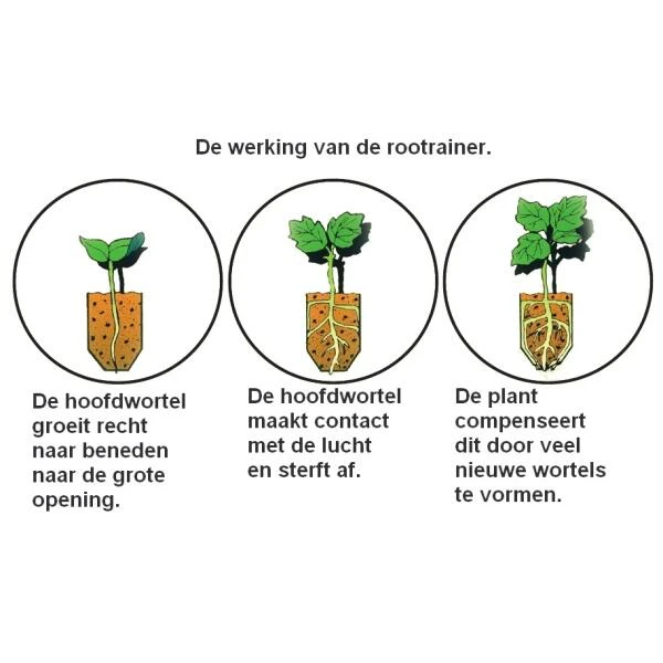 Kweektray Rapid Roots - 32 Cellen 5 Kweektray Rapid Roots - 32 Cellen - Afbeelding 3
