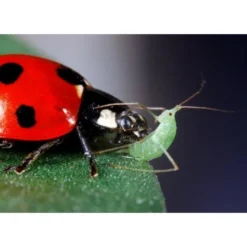 Lieveheersbeeststammetje Op Paal -Aanbiedingen Intieme Eden Winkel lieveheersbeeststam berk 1484053499 5 600