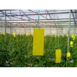 Lijmvangplaten - Set Van 5 Stuks 8 Lijmvangplaten - Set Van 5 Stuks -Aanbiedingen Intieme Eden Winkel lijmvangplaten 1484052917 3 600