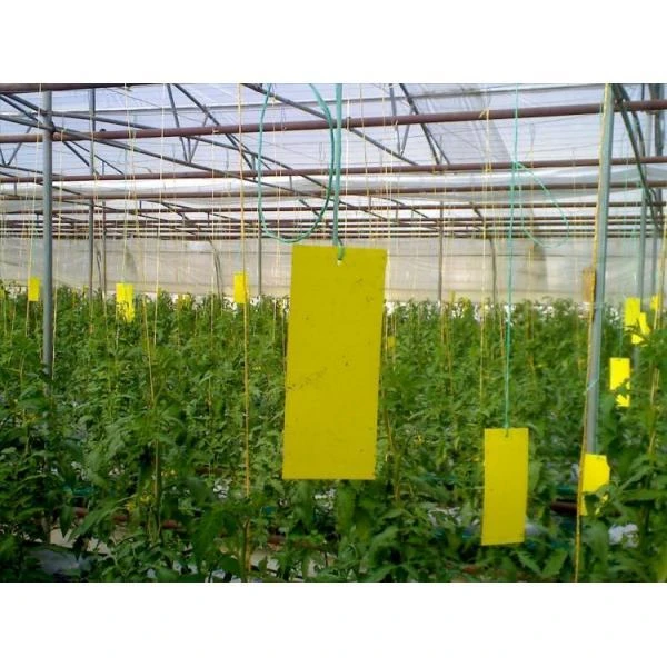 Lijmvangplaten - Set Van 5 Stuks 5 Lijmvangplaten - Set Van 5 Stuks - Afbeelding 3