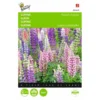 Lupinus Polyphyllus Russells Hybrids Mix
