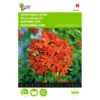 Lychnis Chalcedonica (brandende Liefde) -Aanbiedingen Intieme Eden Winkel lychnis chalcedonica brandende liefde 1646840336 555 600