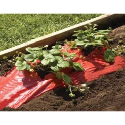 Rode Folie Voor Een Betere Plantengroei -Aanbiedingen Intieme Eden Winkel mulchfolie rood aardbeien en tomaten 1492072043 1 600