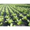 Mulchvlies - Aardbeifolie 1,5 M × 5 M -Aanbiedingen Intieme Eden Winkel mulchvlies 15 m x 5 m 1484065526 1 600