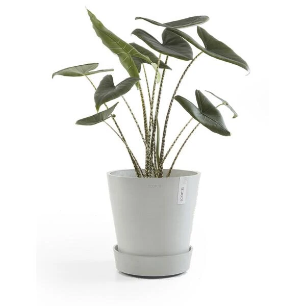 ECOPOTS Amsterdam Onderschotel Op Wielen - Witgrijs Ø 41,60 Cm 4 ECOPOTS Amsterdam Onderschotel Op Wielen - Witgrijs Ø 41,60 Cm - Afbeelding 2