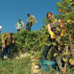 Oogstschaar Felco 300 - Bloemen En Vruchten -Aanbiedingen Intieme Eden Winkel oogstschaar felco 300 bloemen en vruchten 1517236835 2 600