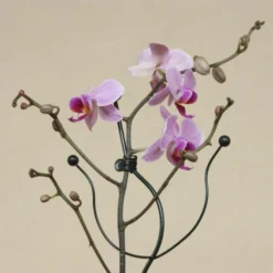 Orchideeënsteun -Aanbiedingen Intieme Eden Winkel orchideensteun 1484052768 4 600