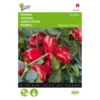 Paprika Snack Patio Rood - Paragon 2 Paprika Snack Patio Rood - Paragon -Aanbiedingen Intieme Eden Winkel paprika snack patio rood paragon 1646840383 1518 600