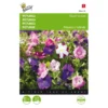Petunia - Petunia Nana Compacta -Aanbiedingen Intieme Eden Winkel petunia petunia nana compacta 1646840330 419 600