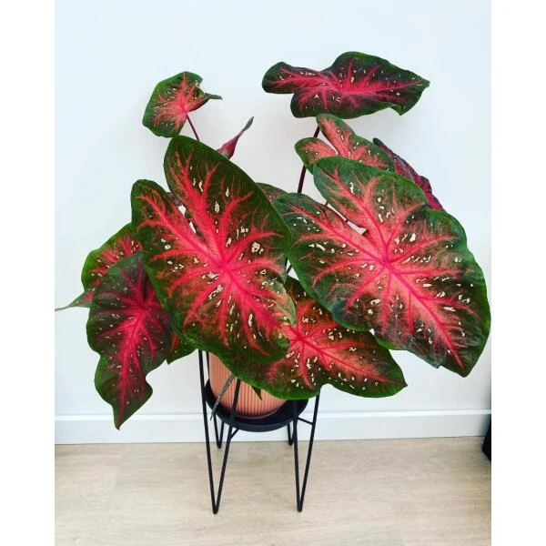 Plantenstandaard Blom Zwart - 18 × 18 × 25 Cm 4 Plantenstandaard Blom Zwart - 18 × 18 × 25 Cm - Afbeelding 2