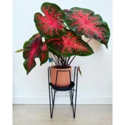 Plantenstandaard Blom Zwart - 24 × 24 × 38.5 Cm -Aanbiedingen Intieme Eden Winkel plantenstandaard blom 24x24x385 cm 1632464367 1 600