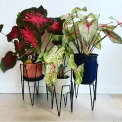 Plantenstandaard Blom Zwart - 24 × 24 × 38.5 Cm -Aanbiedingen Intieme Eden Winkel plantenstandaard blom 24x24x385 cm 1632464367 2 600