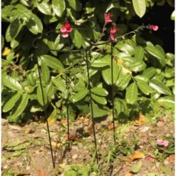 Plantensteun Rond 20 × 50 Cm -Aanbiedingen Intieme Eden Winkel plantensteun rond 20 x 50 cm 1518783450 1 600