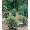 Plantensteun Voor Tomaten Met Waterreserve - 150 Cm -Aanbiedingen Intieme Eden Winkel plantsteun voor tomaten met waterreserve 1m50 1602162237 1 600