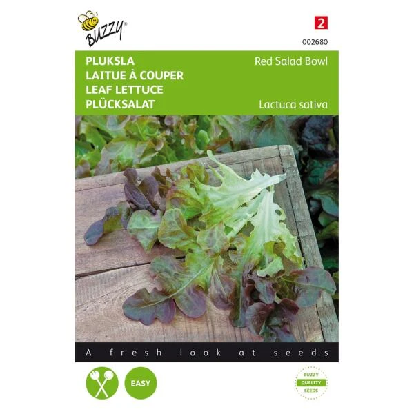 Pluksla Rode Eikenblad - Lactuca Sativa 3 Pluksla Rode Eikenblad - Lactuca Sativa